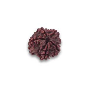 RUDRAKSHA